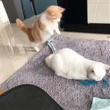 白色情歌